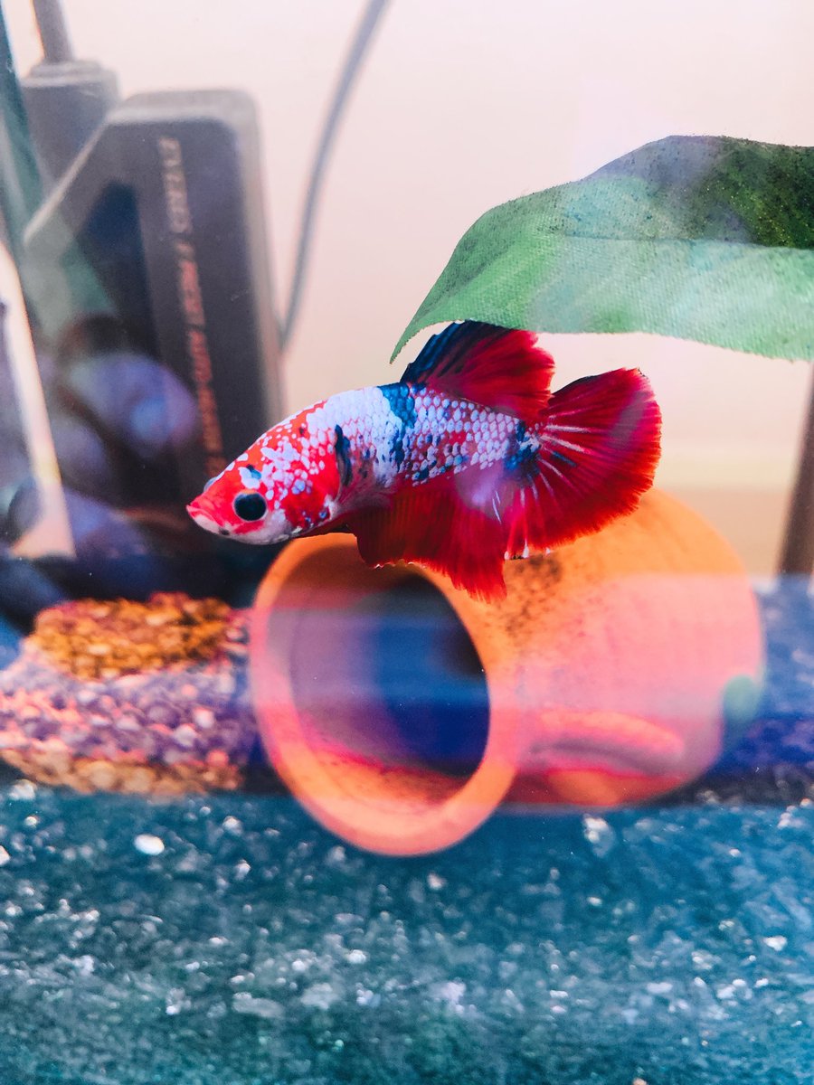 phantom07255's tweet photo. トム家の歴代のベタ達のご紹介です🐠
みんなほんっっとに愛くるしかったです🐠🐠🐠
#ベタ　#熱帯魚　#アクアリウム　#プラカット https://t.co/CNrS3EnFF1