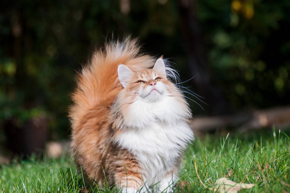 Северные коты