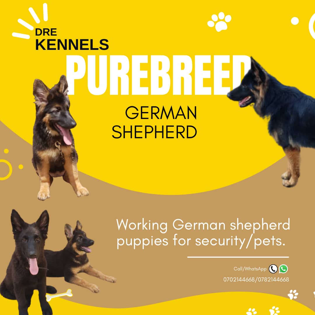 MusokeMutu's tweet image. 