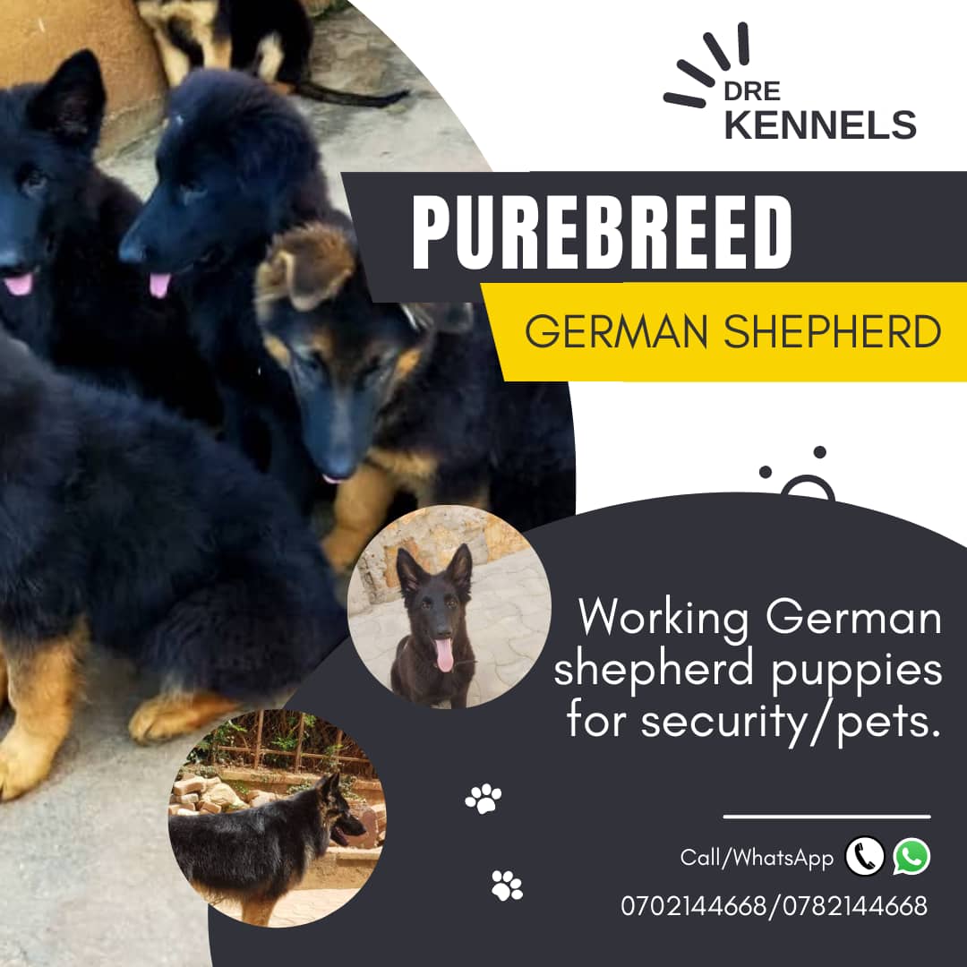 MusokeMutu's tweet image. 