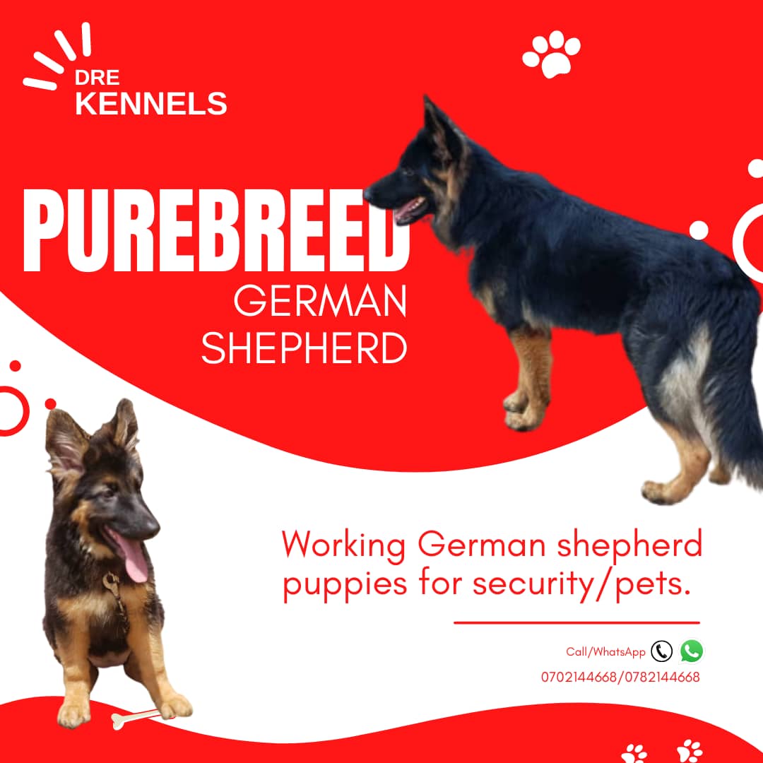 MusokeMutu's tweet image. 