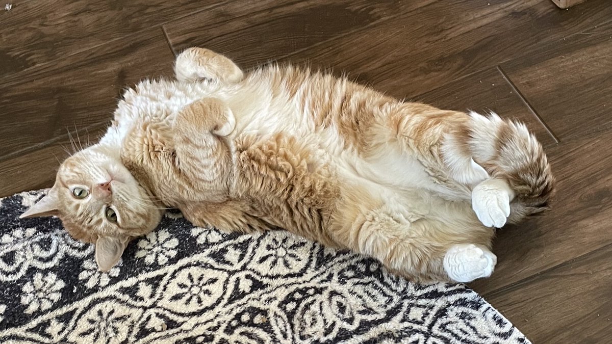 JortsTheCat tweet picture