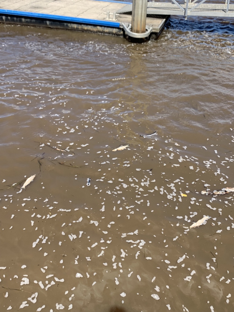 In Ballina, where the Richmond River feeds out to the ocean. Dead fish everywhere. This water is toxic. Floodwater, several weeks later. The environmental impact is staggering. Full effect won’t be known for ages. A disaster. #NSWFloods #lismorefloods #ballinafloods