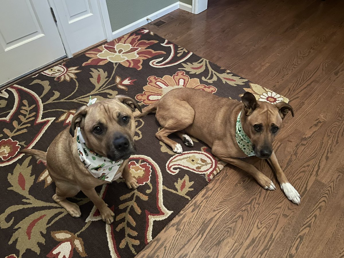 buster_otis's tweet photo. Happy Saint Patrick’s Day!  #dogsoftwitter #dogs https://t.co/YAbKGyg9Mb
