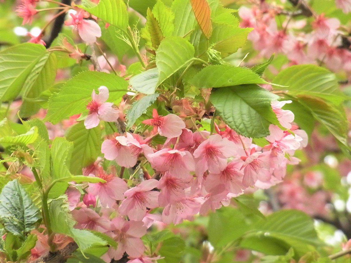 kamakura_bunko1's tweet photo. だいぶ葉桜になった河津桜と玉縄桜
葉桜もきれいです

三春の行楽桜葉となりぬ
高浜虚子

#河津桜 #玉縄桜 #葉桜 https://t.co/fS7HGVXiwH