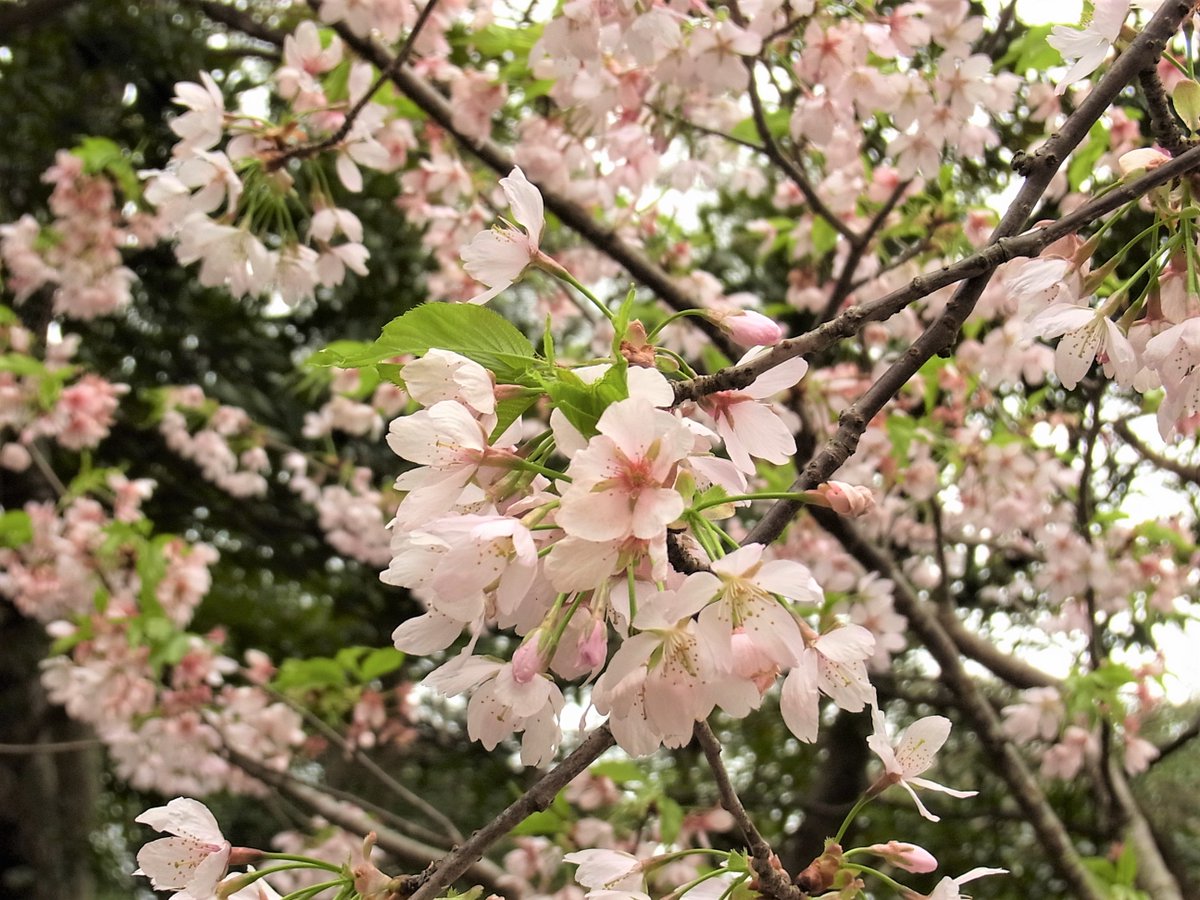 kamakura_bunko1's tweet photo. だいぶ葉桜になった河津桜と玉縄桜
葉桜もきれいです

三春の行楽桜葉となりぬ
高浜虚子

#河津桜 #玉縄桜 #葉桜 https://t.co/fS7HGVXiwH