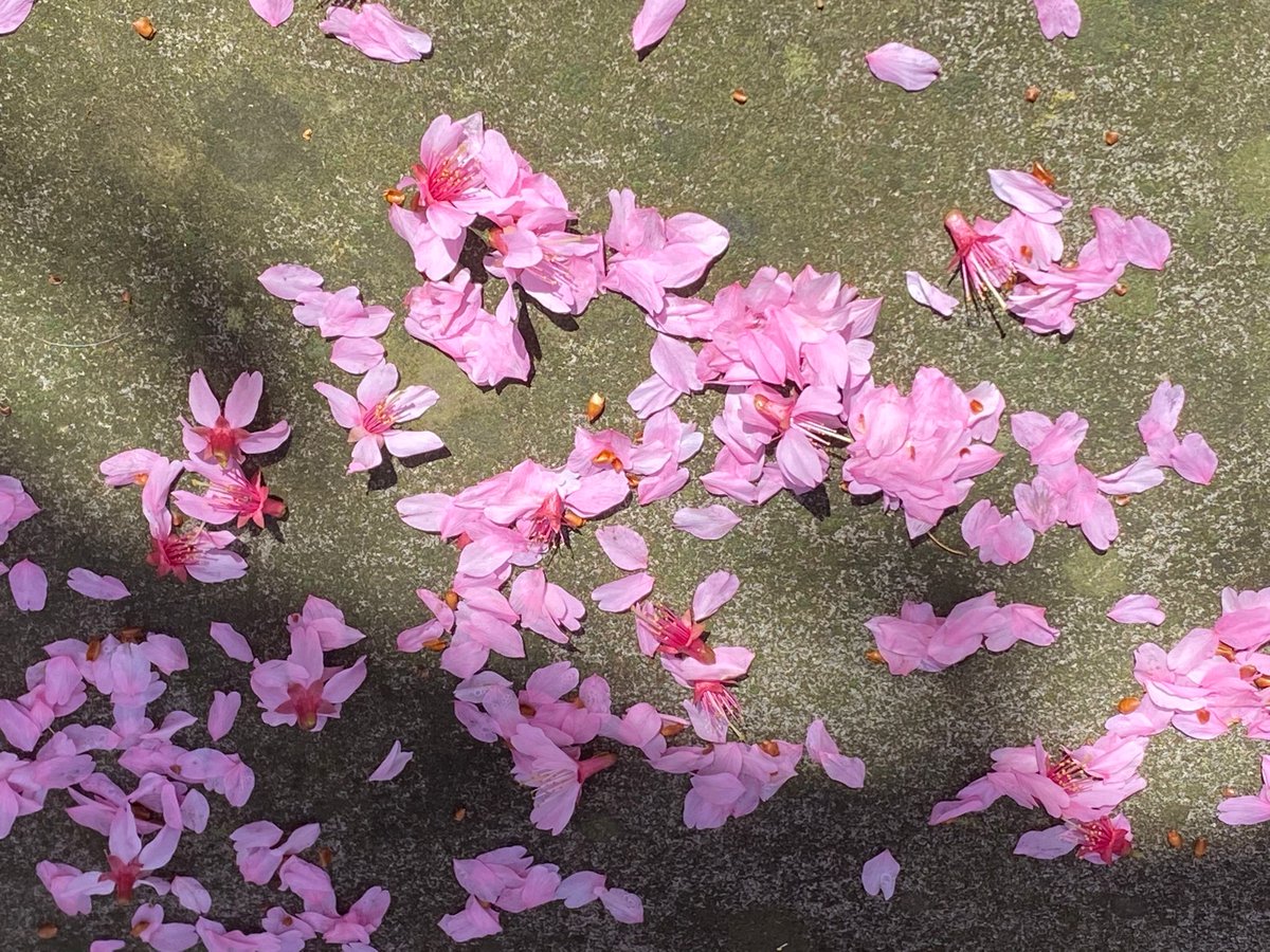 FazlMosque's tweet photo. Cherry blossoms @FazlMosque, National Cherry Blossom Festival #CityinBloom March 20-April 17.
@CherryBlossFest #WashingtonDC https://t.co/R03VOft9DW