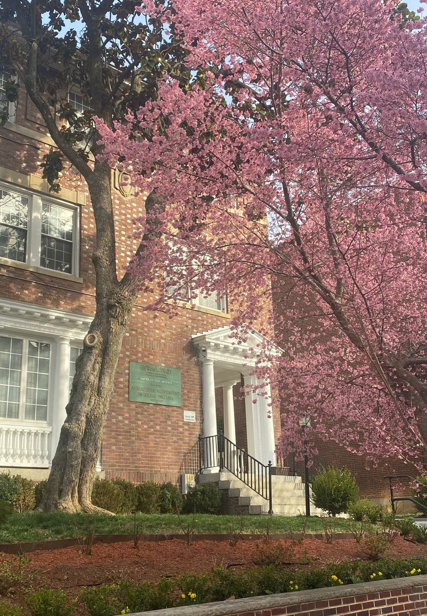 FazlMosque's tweet photo. Cherry blossoms @FazlMosque, National Cherry Blossom Festival #CityinBloom March 20-April 17.
@CherryBlossFest #WashingtonDC https://t.co/R03VOft9DW