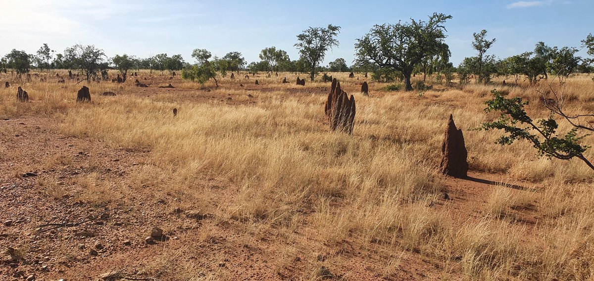 Nerding out with Caz Pettit - Rangeland Researcher-extraordinaire! A morning crash course about grasses, biocrusts, land condition and management. Fascinating. 

PS. I need a new hat...any recos?