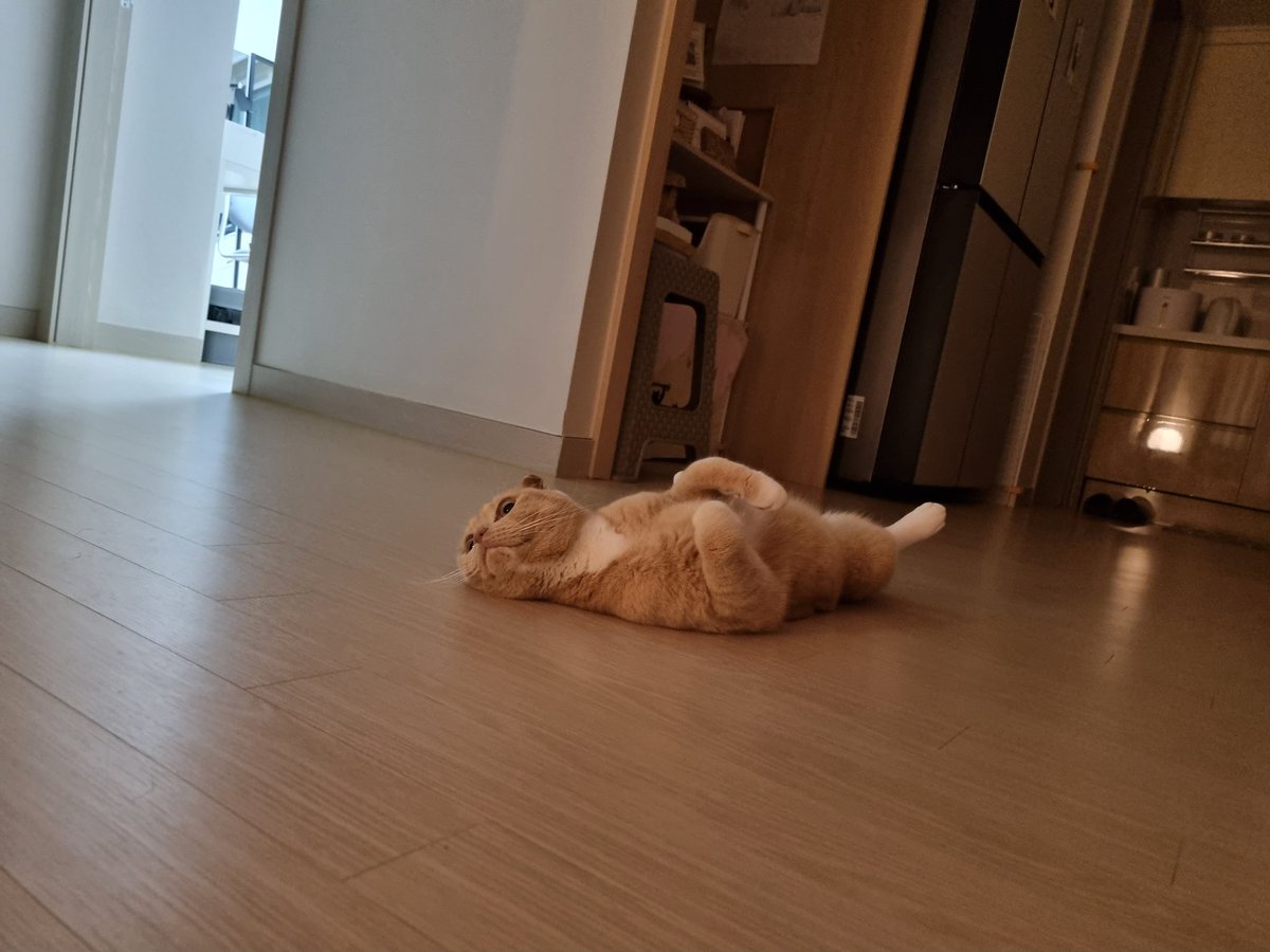 Dooos24's tweet photo. #NFT #NFTartists #opensea #cat
#NFTCommunity #nftcollector 

Hello, everyone.
Long time no see.
Real Puss in Boots is back.
A cat that looks different in a new house.
I'll show you a lot.
Thank you. https://t.co/pyxZi75ej5