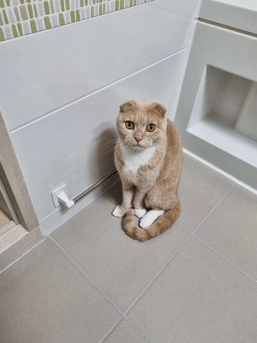 Dooos24's tweet photo. #NFT #NFTartists #opensea #cat
#NFTCommunity #nftcollector 

Hello, everyone.
Long time no see.
Real Puss in Boots is back.
A cat that looks different in a new house.
I'll show you a lot.
Thank you. https://t.co/pyxZi75ej5