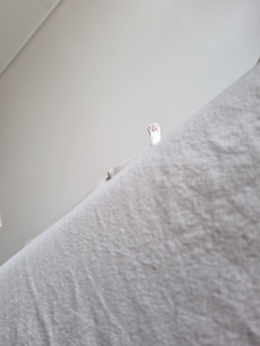 Dooos24's tweet photo. #NFT #NFTartists #opensea #cat
#NFTCommunity #nftcollector 

Hello, everyone.
Long time no see.
Real Puss in Boots is back.
A cat that looks different in a new house.
I'll show you a lot.
Thank you. https://t.co/pyxZi75ej5