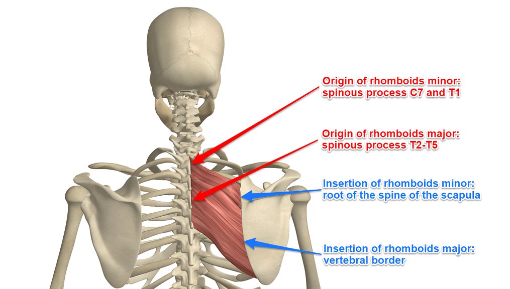 drdozellodc's tweet photo. Two Minutes of Anatomy: Rhomboid Major and Rhomboid Minor
Dr Donald A Ozello DC of Championship Chiropractic
#Vegas #Chiropractor #chiropractic #sportsmedicine #anatomy #rhomboids #rhomboidmajor #rhomboidminor #backmuscles #scapularretraction https://t.co/BMad2sYSGA https://t.co/PZq4dYzhXN