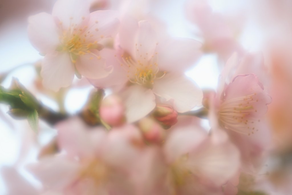 CANON_EOS_R5's tweet image. 今年も綺麗に咲いて₊*☆
みんなに笑顔を⸝⸝⸝⸝
❁.。.:*:.。.✽.。.:*:.。.❁.。.:*:.。.✽.。.:*:.。
#TLを花でいっぱいにしよう
#写真好きな人と繋がりたい
#カメラ好きな人と繋がりたい
#ファインダー越しの私の世界ᅠ