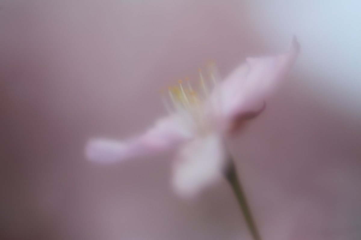 CANON_EOS_R5's tweet image. 今年も綺麗に咲いて₊*☆
みんなに笑顔を⸝⸝⸝⸝
❁.。.:*:.。.✽.。.:*:.。.❁.。.:*:.。.✽.。.:*:.。
#TLを花でいっぱいにしよう
#写真好きな人と繋がりたい
#カメラ好きな人と繋がりたい
#ファインダー越しの私の世界ᅠ