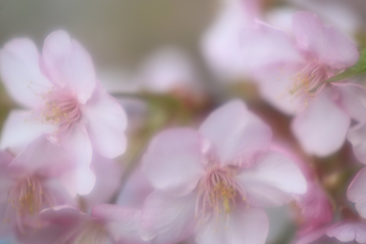 CANON_EOS_R5's tweet image. 今年も綺麗に咲いて₊*☆
みんなに笑顔を⸝⸝⸝⸝
❁.。.:*:.。.✽.。.:*:.。.❁.。.:*:.。.✽.。.:*:.。
#TLを花でいっぱいにしよう
#写真好きな人と繋がりたい
#カメラ好きな人と繋がりたい
#ファインダー越しの私の世界ᅠ