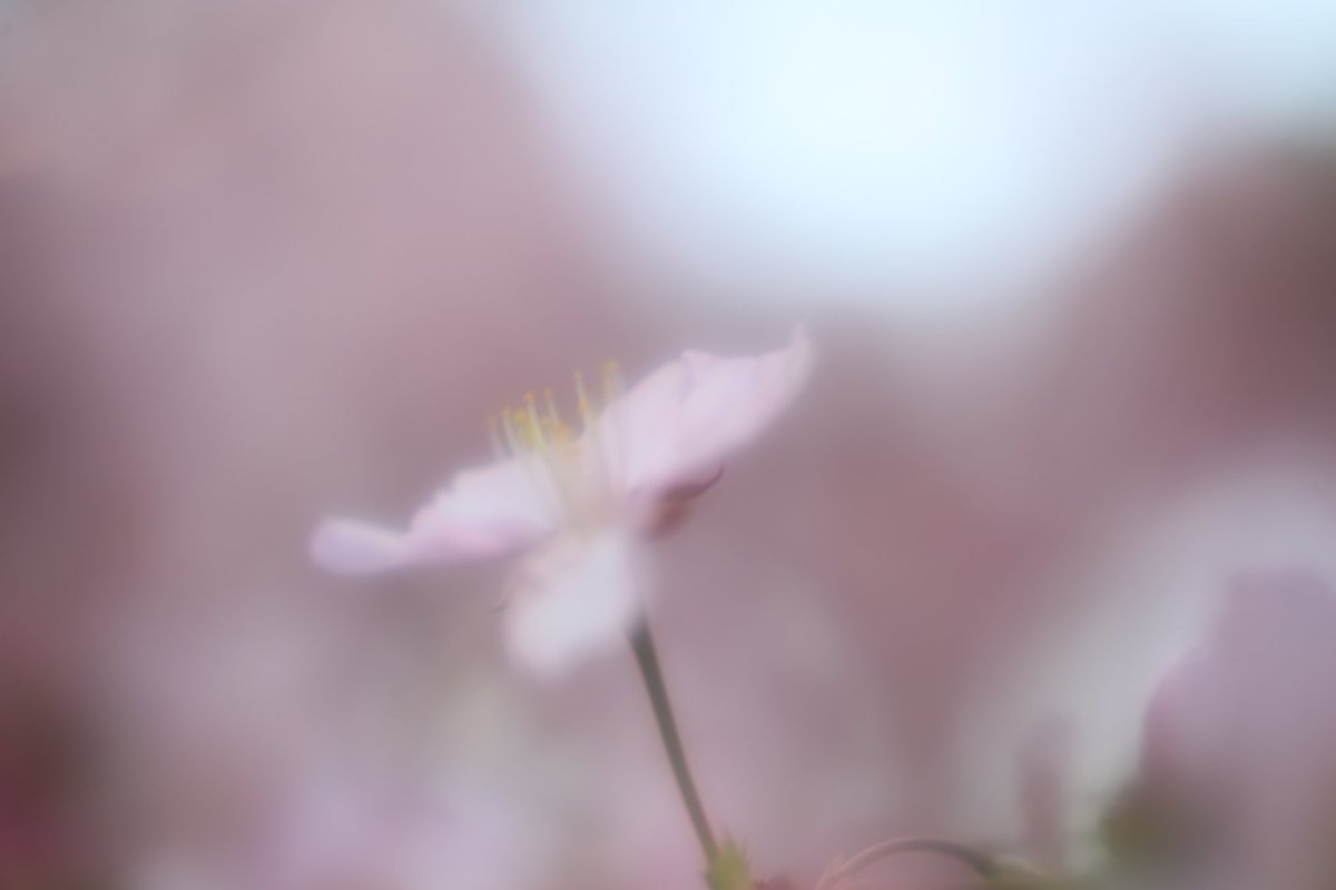 CANON_EOS_R5's tweet image. 今年も綺麗に咲いて₊*☆
みんなに笑顔を⸝⸝⸝⸝
❁.。.:*:.。.✽.。.:*:.。.❁.。.:*:.。.✽.。.:*:.。
#TLを花でいっぱいにしよう
#写真好きな人と繋がりたい
#カメラ好きな人と繋がりたい
#ファインダー越しの私の世界ᅠ