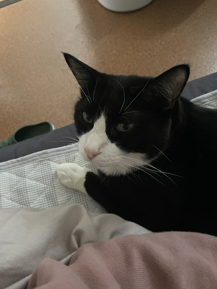 _p_t_t_i's tweet image. 朝ねこ 2022.03.18

#保護猫を家族に  #保護猫と暮らす #猫のいる生活  #ハチワレ #多頭飼い