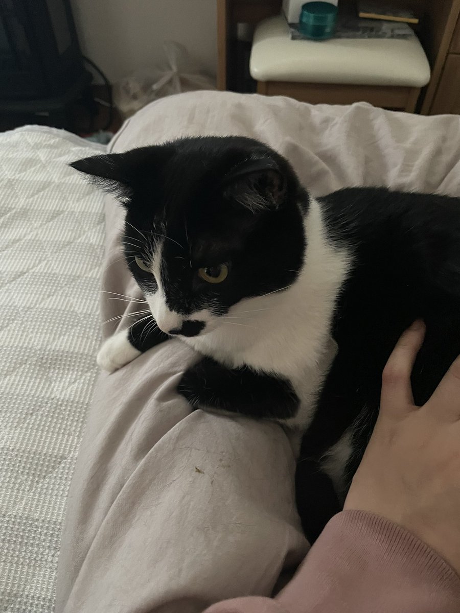 _p_t_t_i's tweet image. 朝ねこ 2022.03.18

#保護猫を家族に  #保護猫と暮らす #猫のいる生活  #ハチワレ #多頭飼い