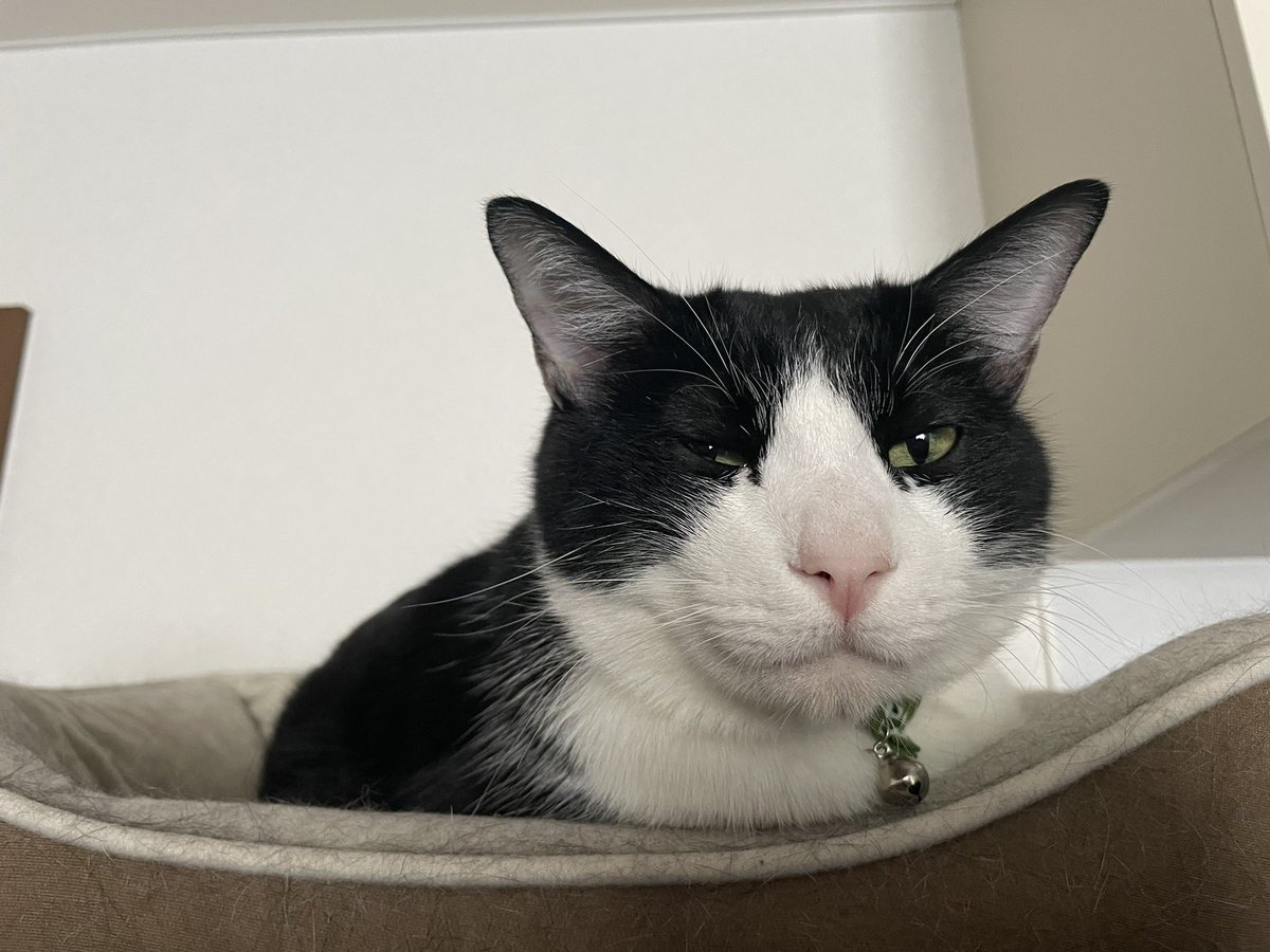 _p_t_t_i's tweet image. 朝ねこ 2022.03.18

#保護猫を家族に  #保護猫と暮らす #猫のいる生活  #ハチワレ #多頭飼い