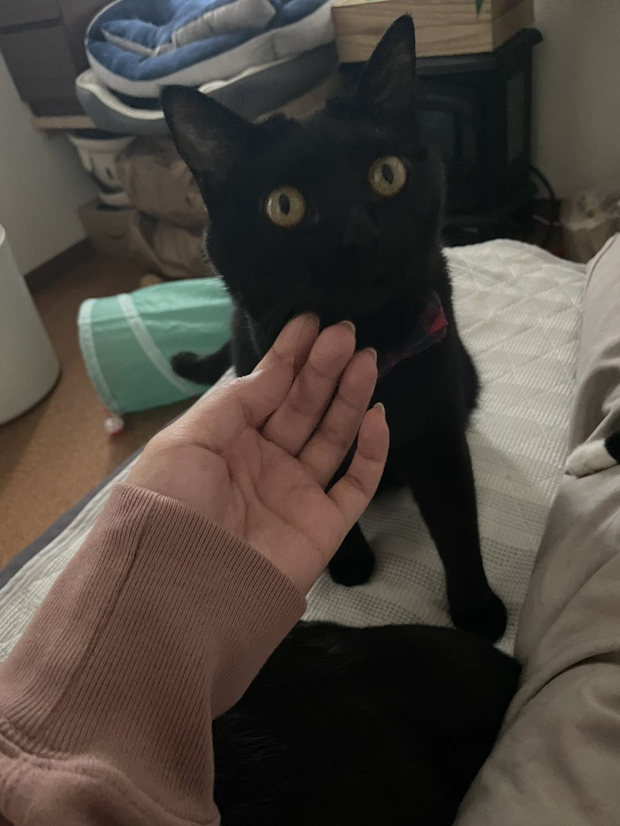 _p_t_t_i's tweet image. 朝ねこ 2022.03.18

#保護猫を家族に  #保護猫と暮らす #猫のいる生活  #ハチワレ #多頭飼い