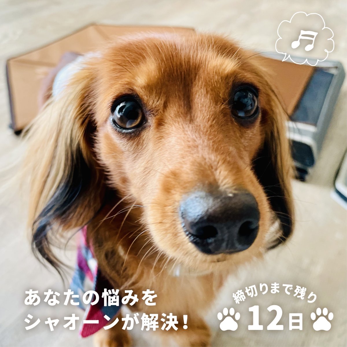 PROFACT2021's tweet photo. おはようございます！
#シャオーン Makuakeの締め切りまで残り12日となりました🐕🎶
シャオーンには「こんなのが欲しかった！✨」な嬉しい要素がたくさんあります！
過去の投稿や、インスタグラム、Makuakeでも紹介しておりますので一度ごらんください☝️💡
https://t.co/zgRSHRk5mk https://t.co/lp3DeVXBPl