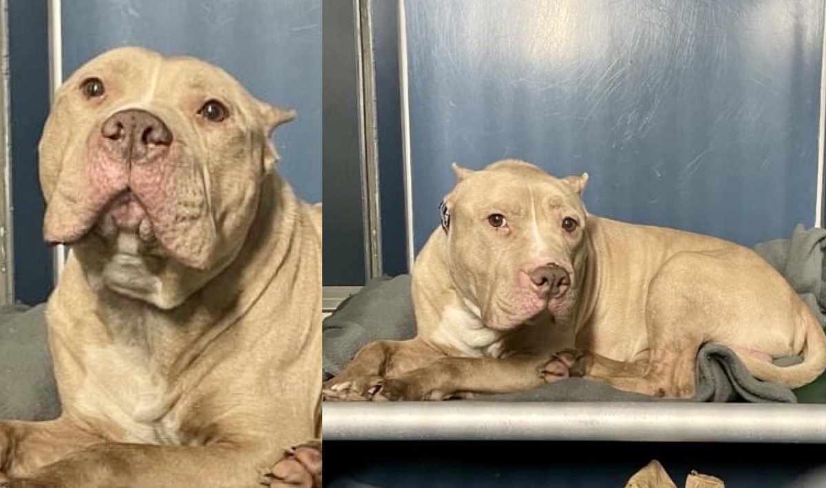 This breaks your heart. Alan #138434 was found guarding his human’s dead body. Already heartbroken and devastated, he dies Saturday in the pound. His world has collapsed and he needs our help. Save him with pledges to <a href="/TomJumboGrumbo/">Keith Olbermann's Dogs</a> PLEASE RT ALAN! facebook.com/mldsavingnycdo…