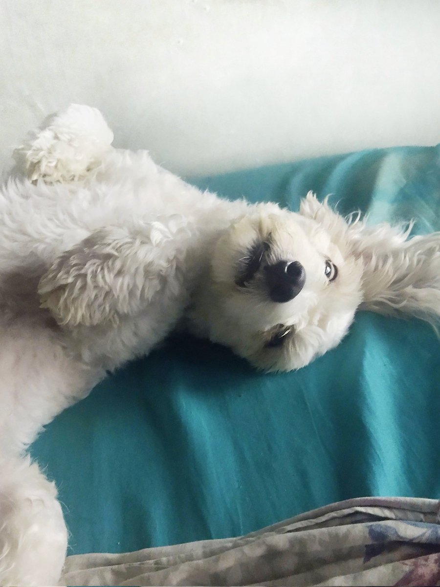 sivalmatson07's tweet photo. E meu filhote que dorme com um olho fechado e o outro aberto. 🐾 https://t.co/GBEV3DNhPW