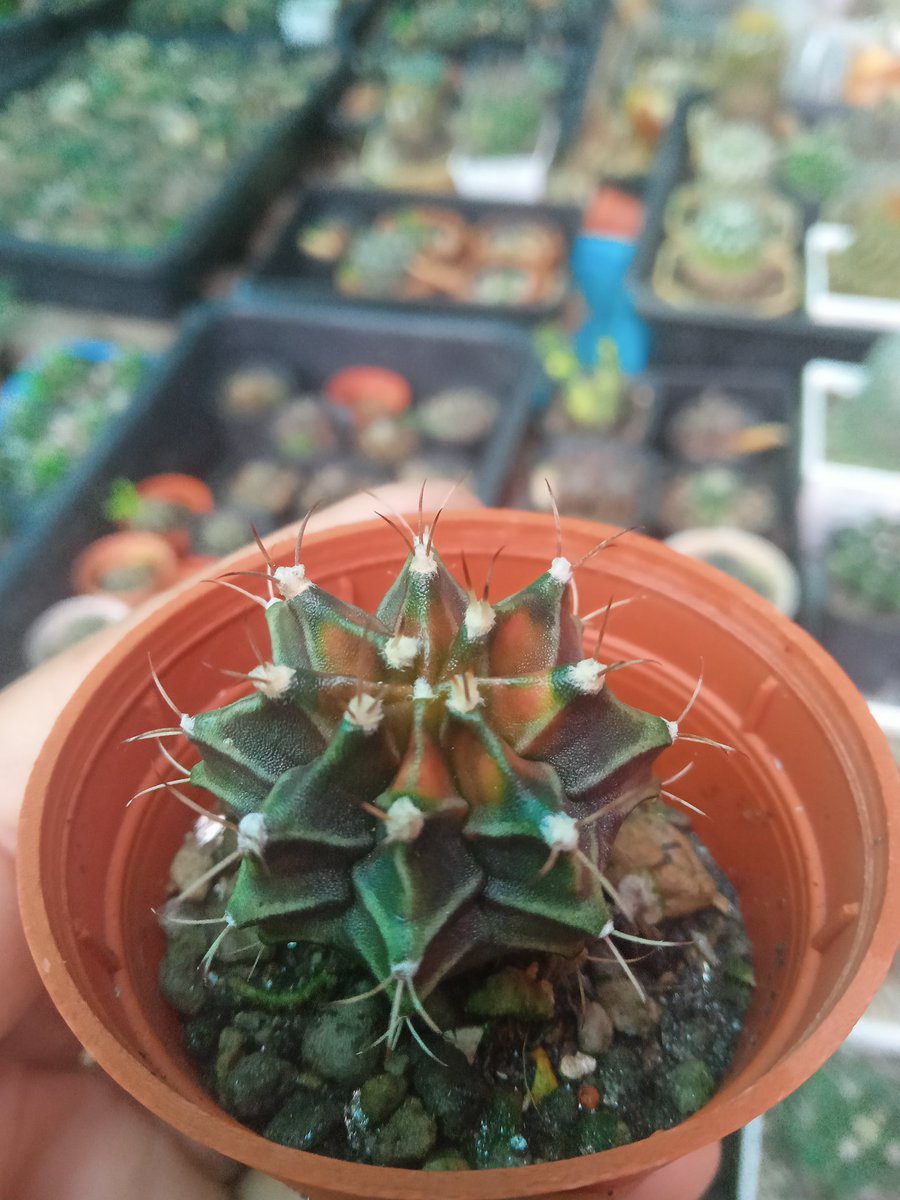 sorworgarden's tweet photo. น้องด่างของเรา ก็มีไว้บ้าง #Gymnocalicium #สวนสอวอการ์เด้น https://t.co/W06oXjIaWF