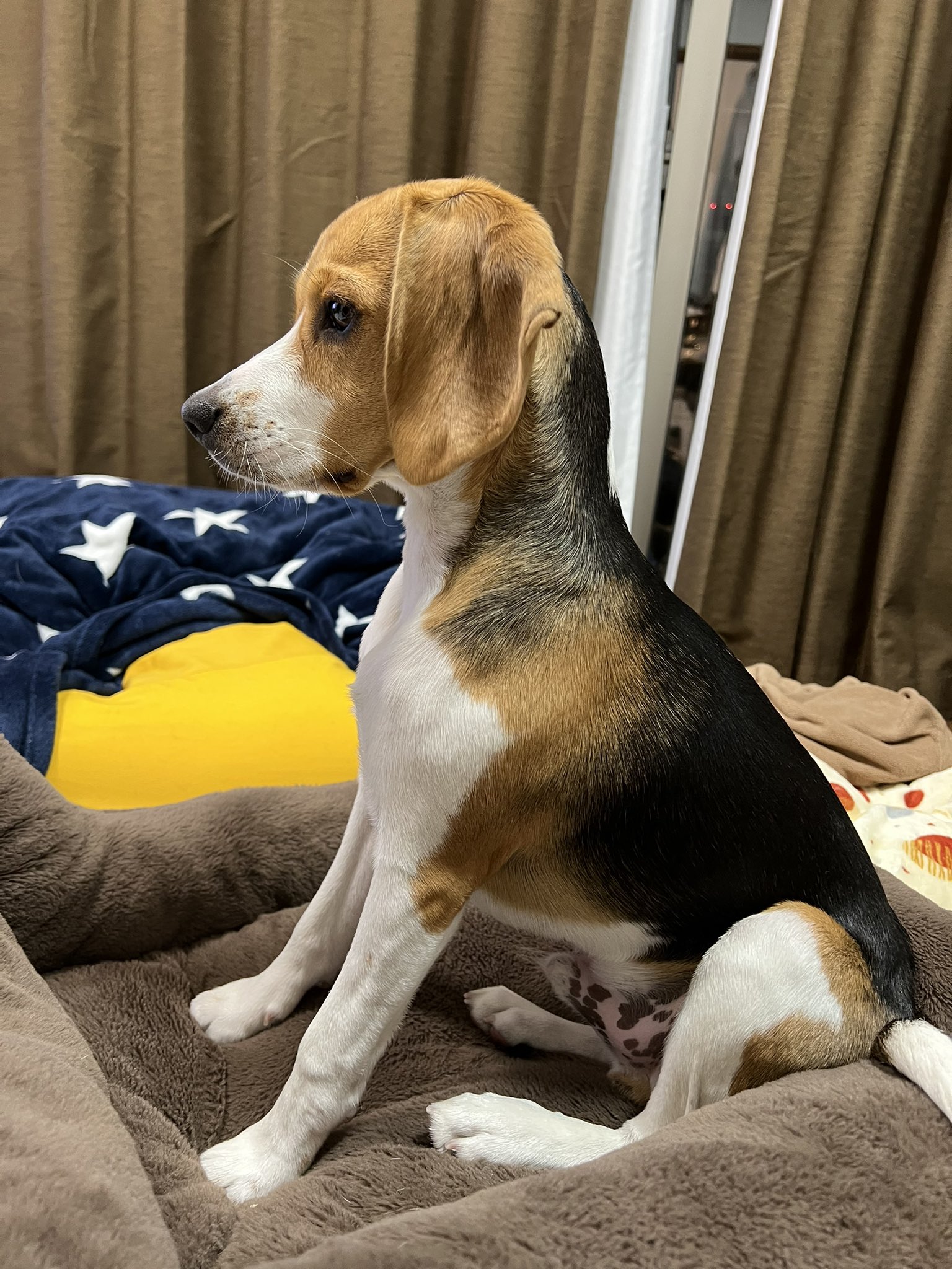 アポロとなみちん ビーグル犬との暮らし A Twitter