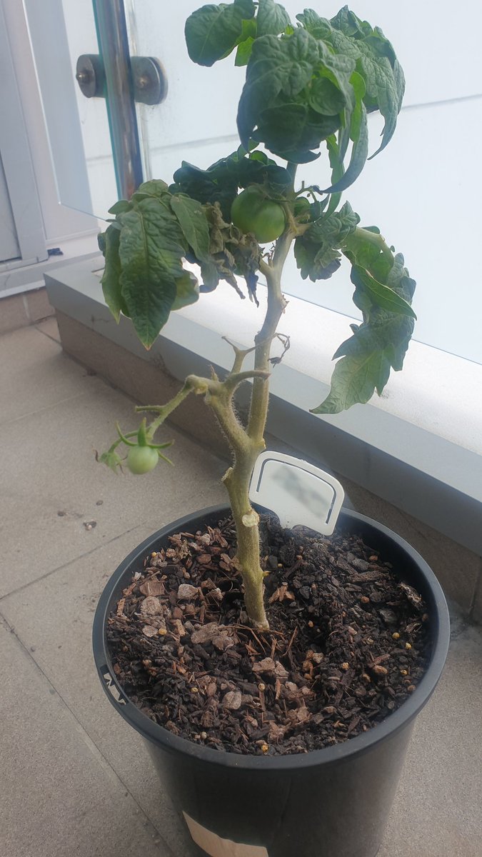 adorakim's tweet photo. My advice is to make sure you're not drunk when pruning your tomatoes. I don't know what I did but I'm glad it is still alive and fruiting.
#tomato #gardeningfail #dontgetdrunk https://t.co/S5UKBOsimI