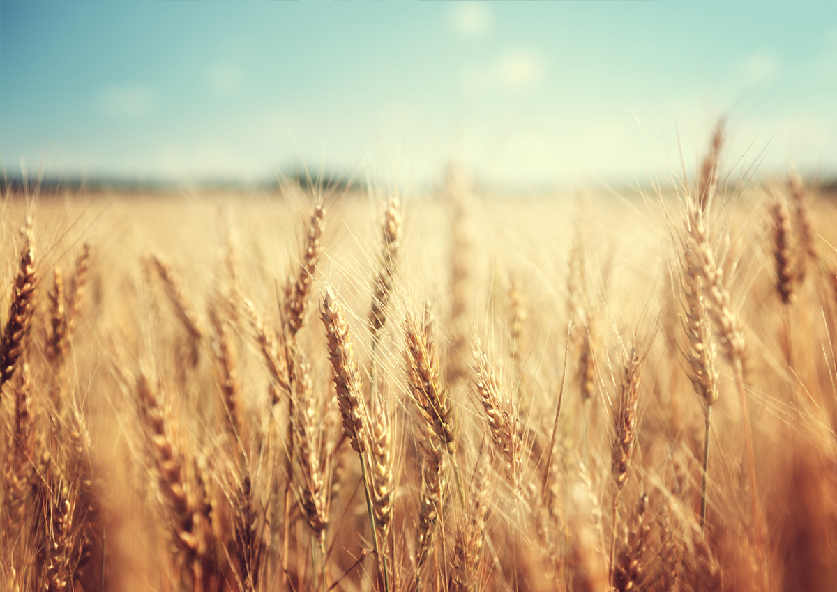 ISAAASciSpeaks's tweet photo. An international group led by researchers from King Abdullah University of Science and Technology has assembled the highest quality genome to date for #breadwheat cultivar Kariega, a key South African wheat. Read details in #CropBiotechUpdate: https://t.co/PrLdQAoo9w https://t.co/yWzmUSyT8q