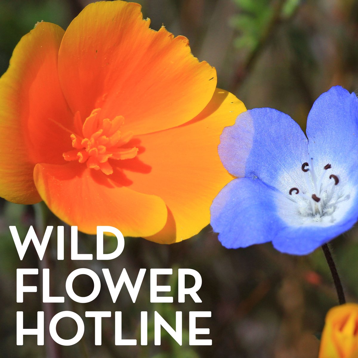The 2022 <a href="/TheodorePayne/">Theodore Payne</a> Foundation Wildflower Hotline founded in 1983, offers free weekly online and recorded updates – posted each Friday from March through May – on the best locations for viewing spring #wildflowers in Southern and Central #California.  theodorepayne.org/learn/wildflow…
