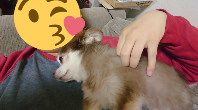 レオは寝転んでると上に乗ってきてこてんと転んでくるし、起き上がっても胸元を二回叩くとまた寝転んでくる 