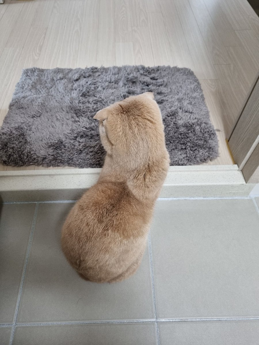 Dooos24's tweet photo. #NFT #NFTartists #opensea #cat
#NFTCommunity #nftcollector 

When I go to the toilet,
He woke up from his sleep.
Then he follows me and protects me.
I said, "I'm okay.
But he protected me until the end. https://t.co/5G77LRfkAP