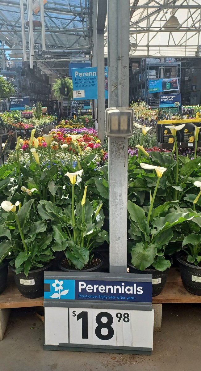 SuperCheapMommy's tweet photo. 昨日、久しぶりにLowe'sへと足を運んでみたのですが、買い物客を見かけなかった😶植木も結構、値上がりしていて手ぶらで帰宅したわ🙄 https://t.co/Ljc4xymEtr