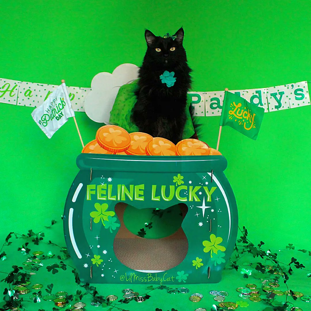 LilMissBabycat's tweet photo. I'm #FeLinelucky today! It's  #StPatricksDay Remember Black kitties will bring you good luck, so if you can't find a lepurrrrrechaun today adopt a black kittie!! #LilMissBabycat #Luckycharm #blackcatsaregoodluck #luck #StPatricksDay #leprechaun #lucky #potofgold https://t.co/pCna65uYhc
