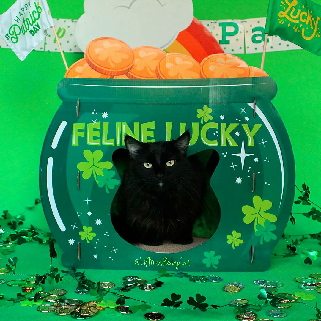 LilMissBabycat's tweet photo. I'm #FeLinelucky today! It's  #StPatricksDay Remember Black kitties will bring you good luck, so if you can't find a lepurrrrrechaun today adopt a black kittie!! #LilMissBabycat #Luckycharm #blackcatsaregoodluck #luck #StPatricksDay #leprechaun #lucky #potofgold https://t.co/pCna65uYhc