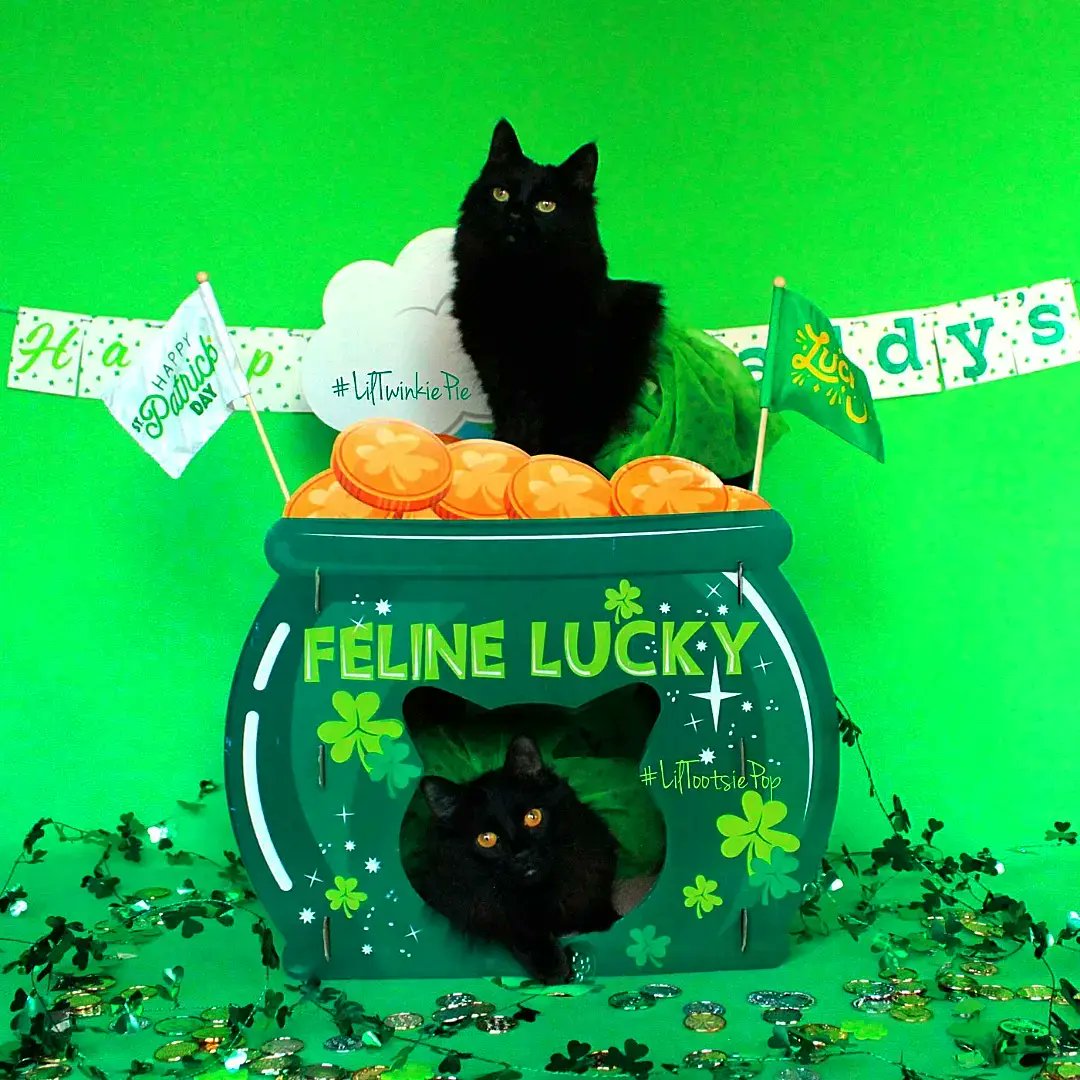LilMissBabycat's tweet photo. I'm #FeLinelucky today! It's  #StPatricksDay Remember Black kitties will bring you good luck, so if you can't find a lepurrrrrechaun today adopt a black kittie!! #LilMissBabycat #Luckycharm #blackcatsaregoodluck #luck #StPatricksDay #leprechaun #lucky #potofgold https://t.co/pCna65uYhc