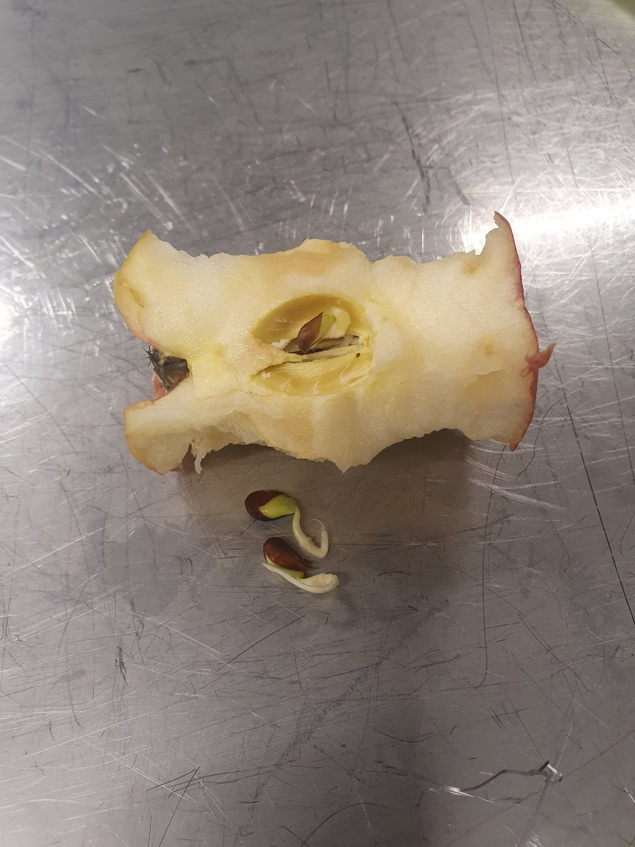 Monkeyshtgn's tweet photo. Quite disturbing. The seeds in the apple I am eating have started sprouting. I have never seen this before. I always thought this would happen if the apple was on the ground and started rotting away. How old are they? #pinkladyapple #crippsapple @pinkladyapples https://t.co/9Cgrdwc3OB