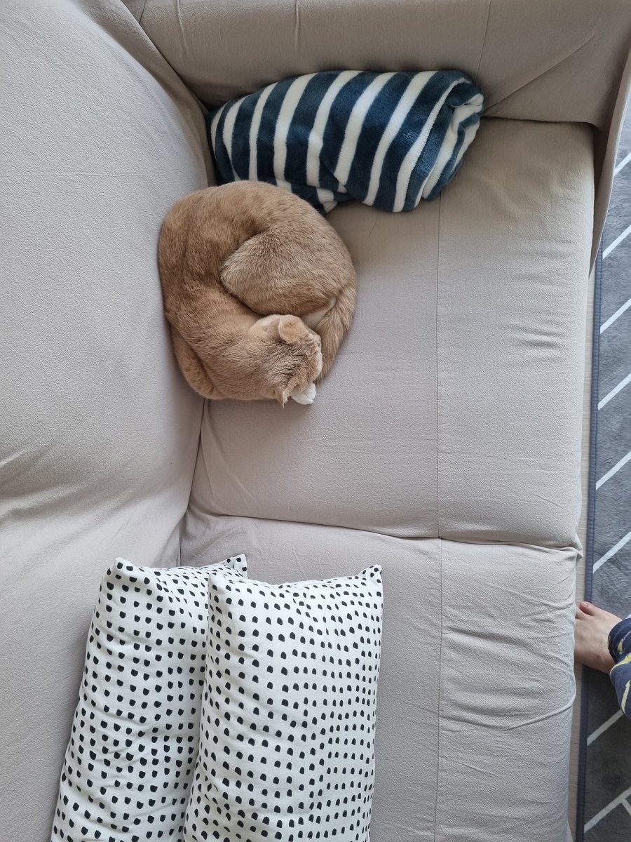 Dooos24's tweet photo. #NFT #NFTartists #opensea #cat
#NFTCommunity #nftcollector 

When he sleeps,
change into a circle.
As if look like donuts or bagels.
But if you bite it, it looks delicious.
The bread will be angry. https://t.co/nqdzk4KrKW
