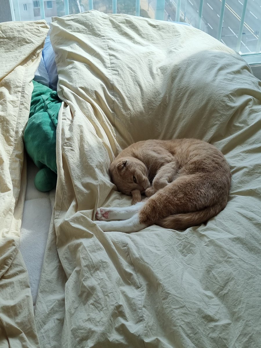 Dooos24's tweet photo. #NFT #NFTartists #opensea #cat
#NFTCommunity #nftcollector 

When he sleeps,
change into a circle.
As if look like donuts or bagels.
But if you bite it, it looks delicious.
The bread will be angry. https://t.co/nqdzk4KrKW