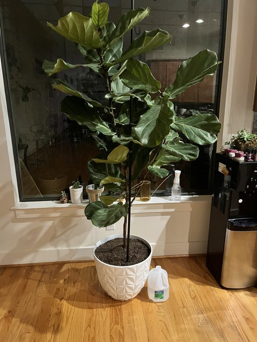 No one in my personal life is as excited as I am about this, but it&rsquo;s my GREATEST plant buy to date.