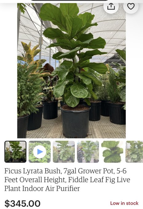 No one in my personal life is as excited as I am about this, but it&rsquo;s my GREATEST plant buy to date.
