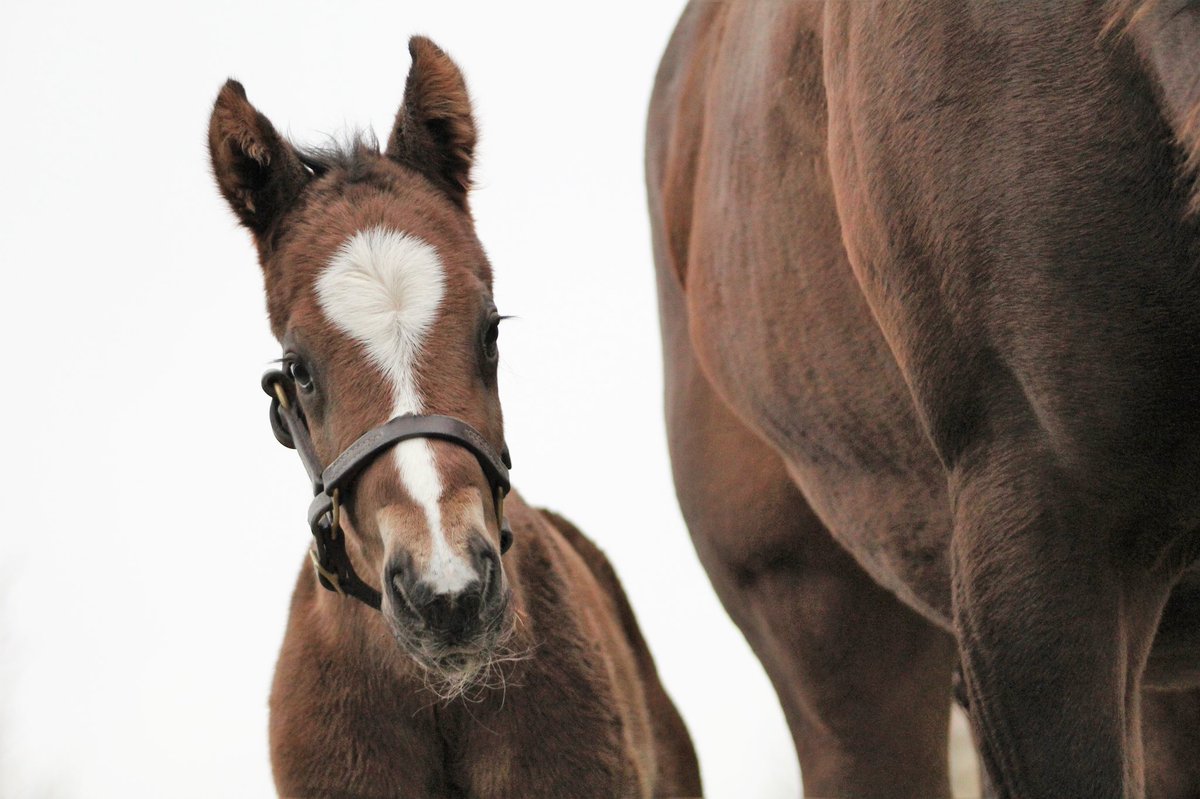 JenRoytz's tweet photo. Maiden no more! #Brownsteadbred STARTING UP broke his maiden by daylight at @GulfstreamPark
Congrats to Mike Maker, Morris Bailey and all those whoโve helped and cared for him along the way! https://t.co/Xr7vFFVeDS