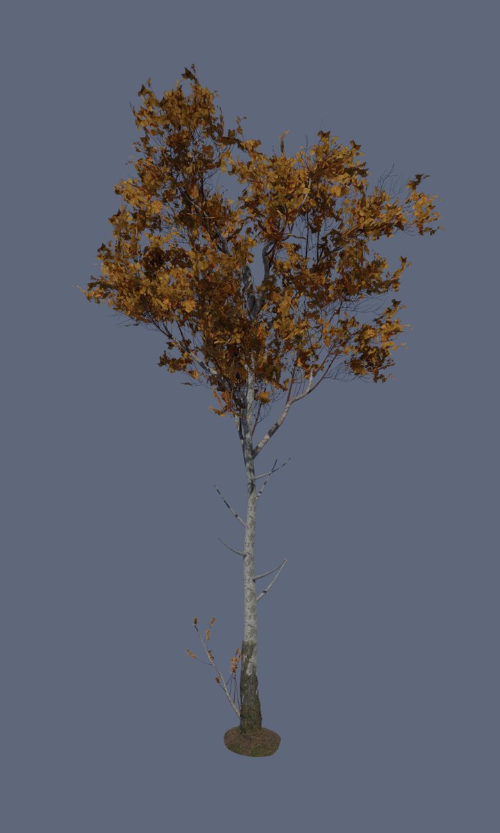 SpicyTechArt's tweet photo. Hi everyone, I have been doing more experiments with geometry nodes and made this birch tree. Textures were from Quixel Megascans. Next step looking at integration Pivot painter using geometry nodes. #b3d #geometrynodes #Quixel #Megascans https://t.co/yDpqMhci4y
