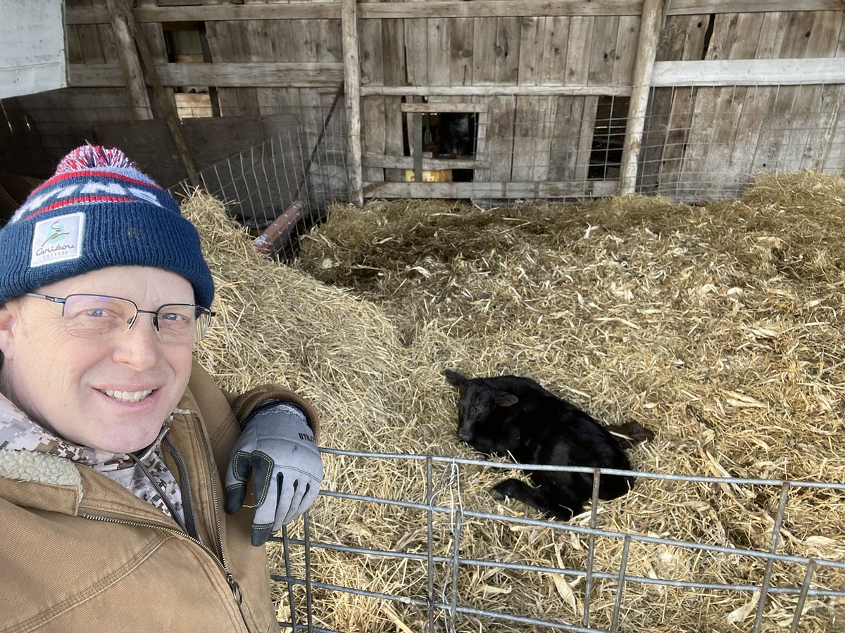 First calf of the season! Nice little bull calf from one of our new heifers. Both are doing great