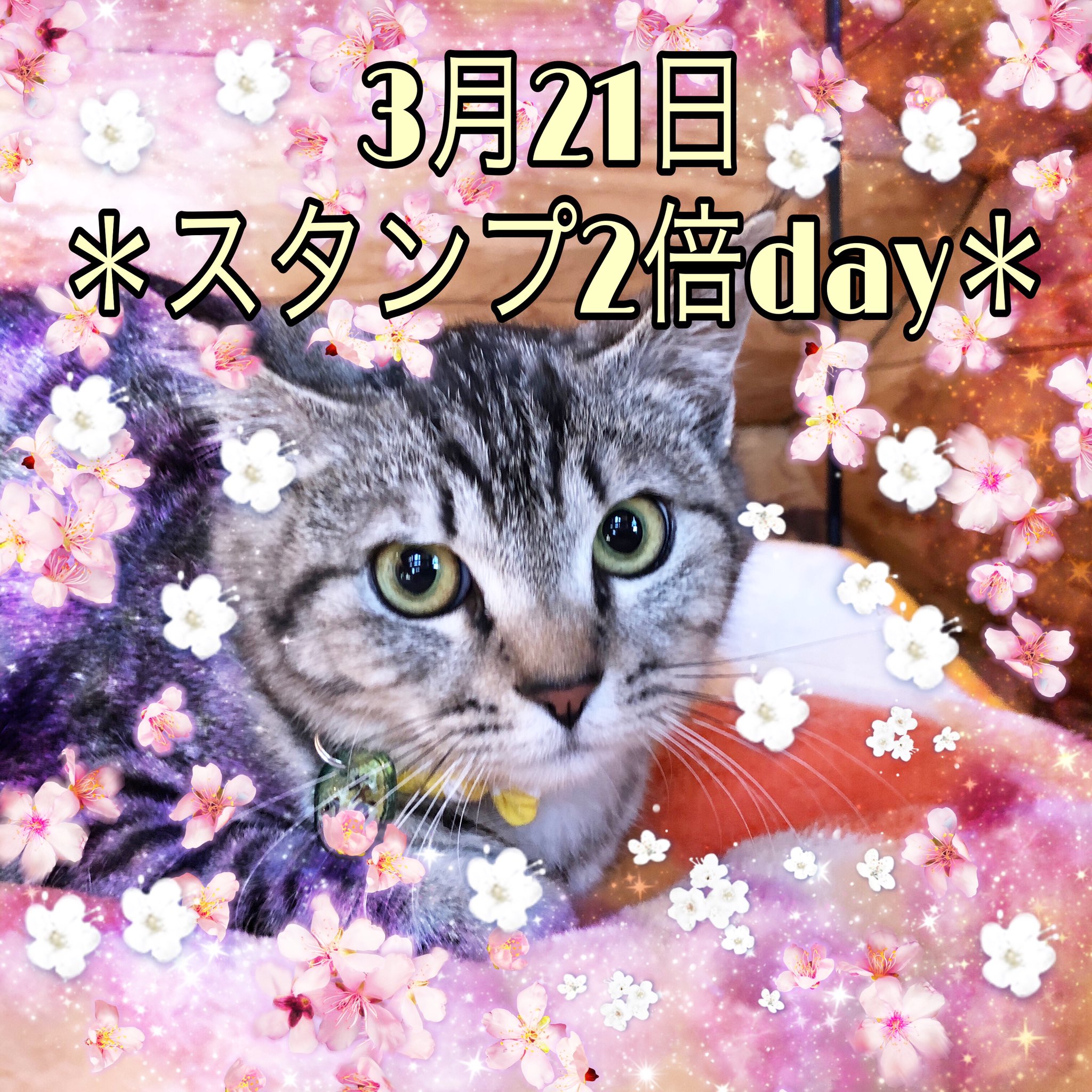 ねこらぼ あんじょう地域ねこの会 Anjo Chiikineko Twitter