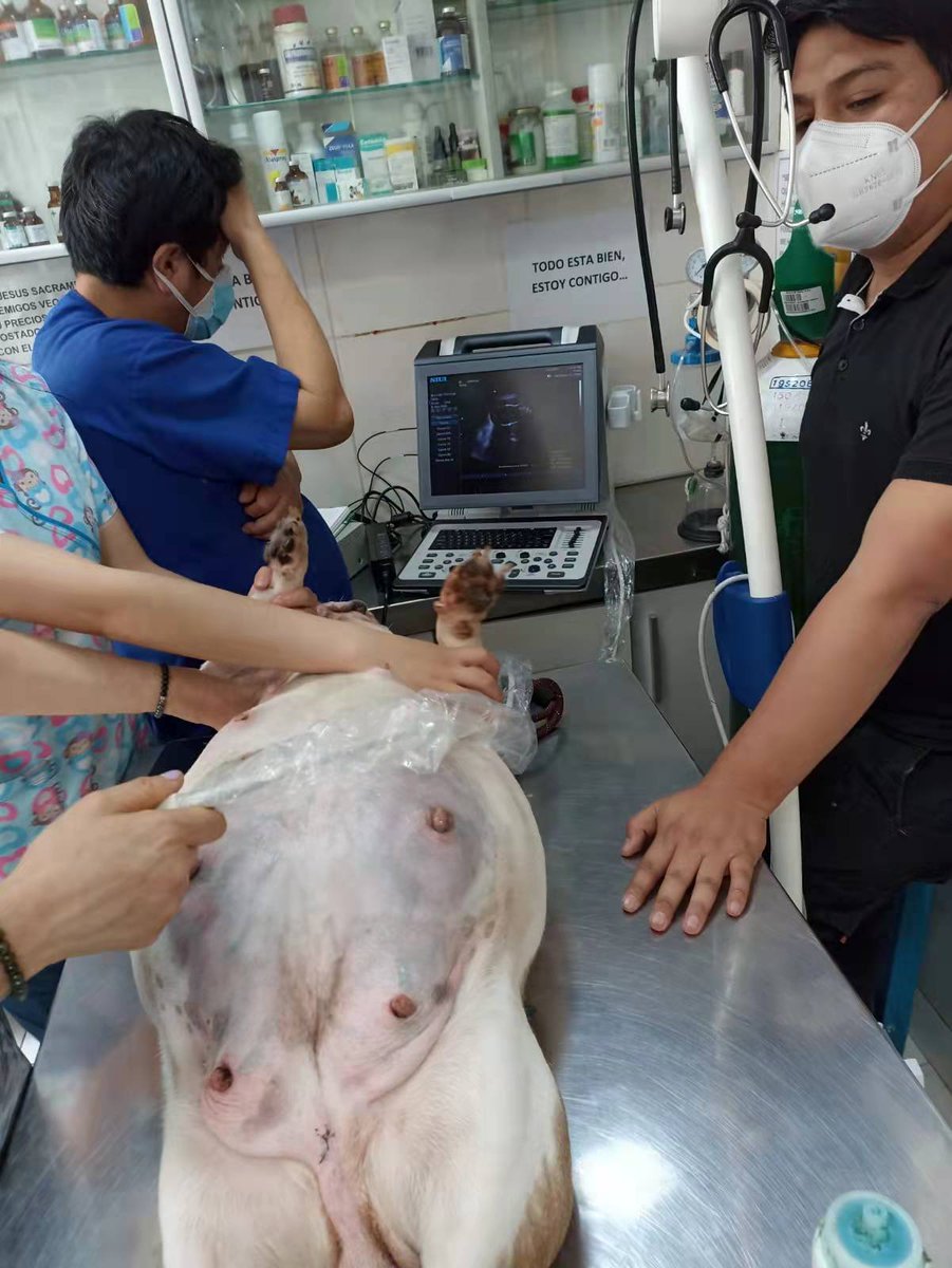 SIUIHealthcare's tweet photo. Apogee 2100V was being used to examine dog's abdomen. Equipped with compact design and amazing image quality, it will be your preferred choice for entry-level veterinary ultrasound system.
#SIUI #SIUIMai #ultrasound #healthcare #medical #veterinary #apogee https://t.co/fMKfT9QNdl