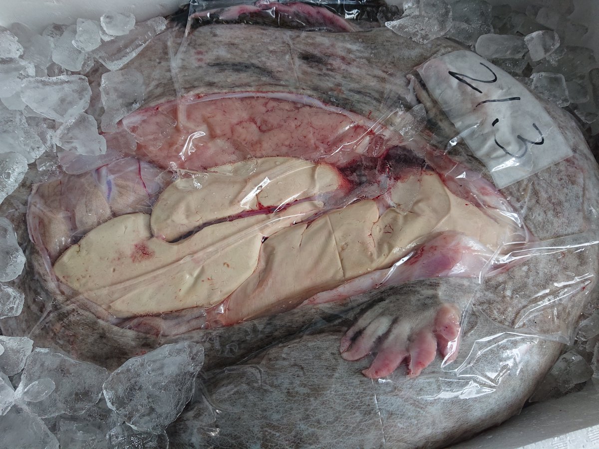 ankounabe_'s tweet photo. 今日入荷のあんこうは21.3kg！
常陸沖の良いあんこうです(^_^;) https://t.co/l7UwtwjQB7